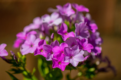 宏观的花