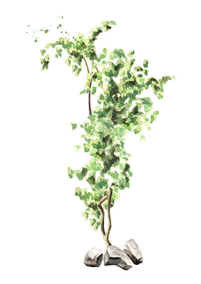 常春藤植物，手绘水彩插图孤立在白色背景