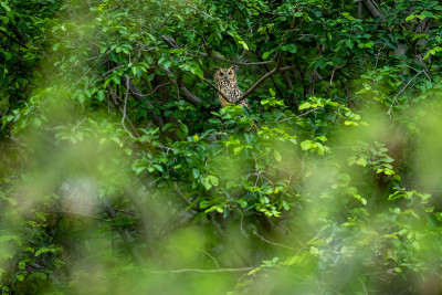 印度鹰鸮或岩石鹰鸮或孟加拉鹰鸮或大角猫头鹰或Bubo bengalensis栖息在天然绿树在季风狩猎