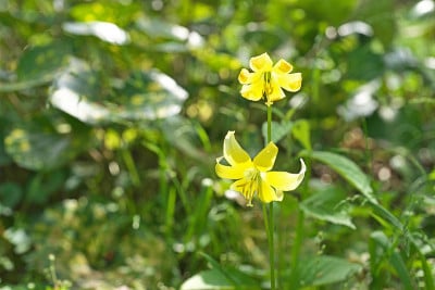淫宝塔