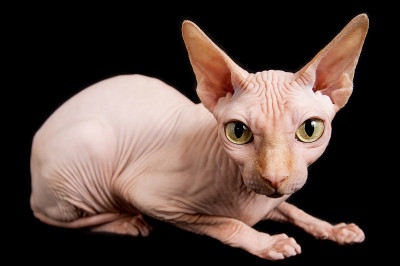 斯芬克斯猫