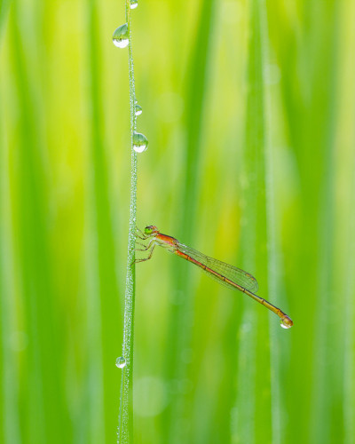 蜻蜓