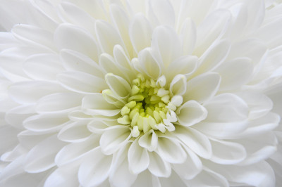 宏的白花紫菀