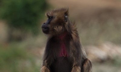 特写一侧的狒狒(Theropithecus Gelada)与草玩耍，埃塞俄比亚塞米恩山脉。