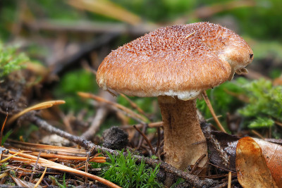 空心蘑菇(Suillus cavipes)是一种食用蘑菇