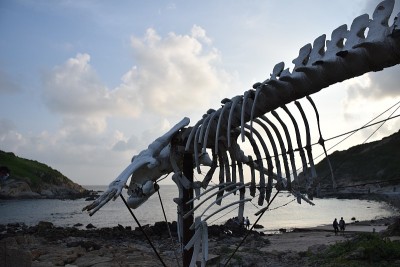 中国香港鹤咀自然海洋保护区的鲸骨