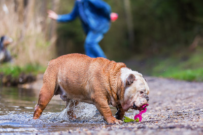 一只英国斗牛犬在湖边玩耍