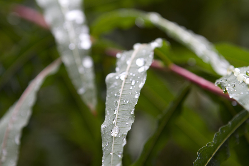 雨打树叶