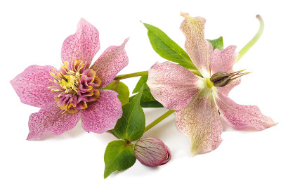 藜芦