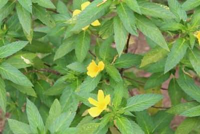 微距拍摄的黄色接骨木或喇叭藤花与叶。它的学名是Tecoma stans，俗称黄喇叭灌木，黄铃铛，姜汤