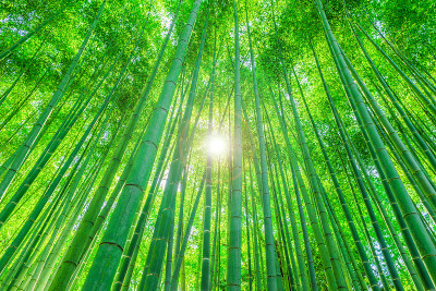 竹林