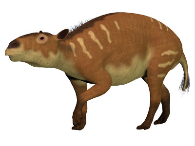 Eurohippus /白色