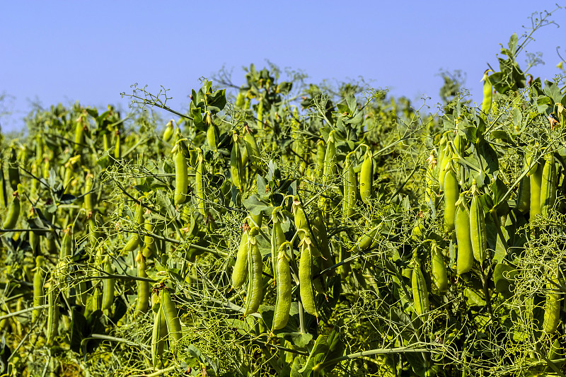 豌豆豆在植物上，在田野里，背景是纯净的阳光天空