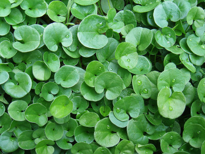 Dichondra repens