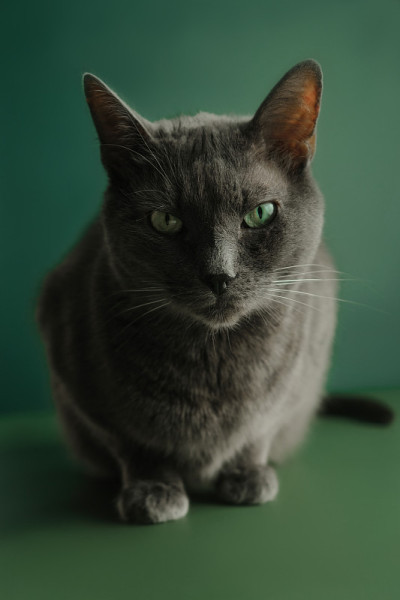 在绿色背景上的家猫的肖像