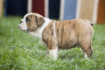 可爱的英国斗牛犬幼犬