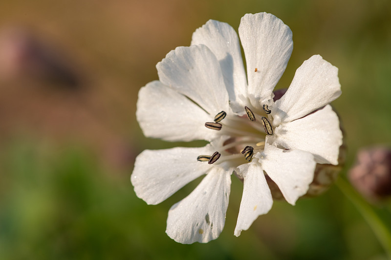 海剪秋草(silene uniflora)花