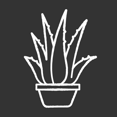 室内植物粉笔白色图标上的黑色背景。盆栽芦荟。仙人掌芽和多汁的叶子。日益增长的草药。装饰植物。孤立矢量