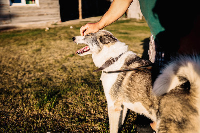 一名男子抚摸着一只西伯利亚莱卡犬。