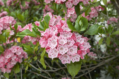 Kalmia latifolia
