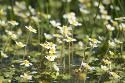 花