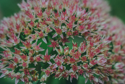 hylotelephium种花