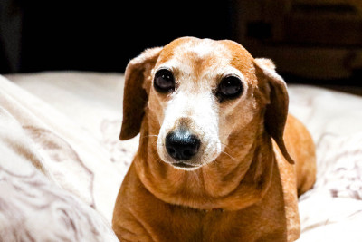 迷你腊肠犬