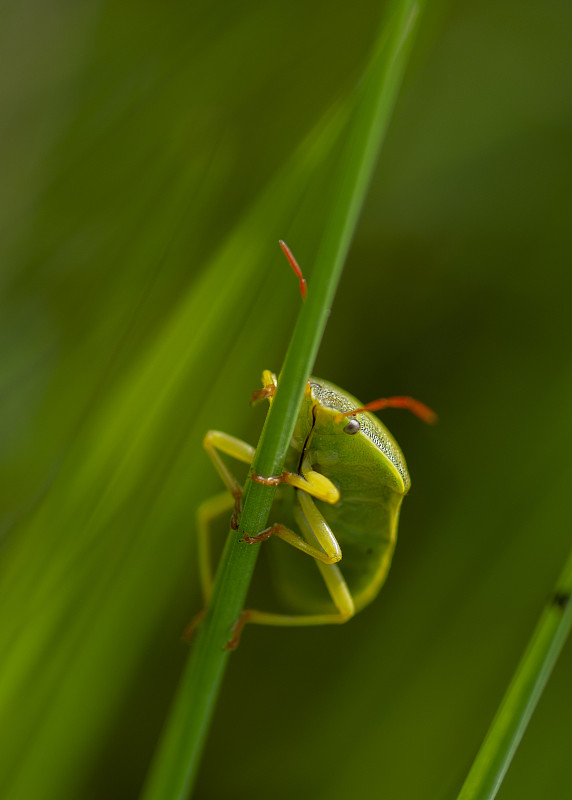 一只绿盾虫(Palomena prasina)正沿着一片树叶行走。