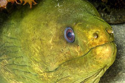 Giant moray, Isle of Youth, Cuba