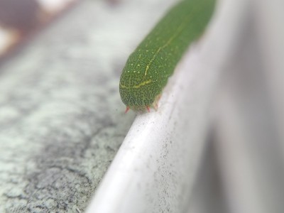 绿色毛虫的特写。