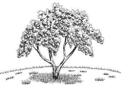 苹果花园图形黑白景观草图插图矢量