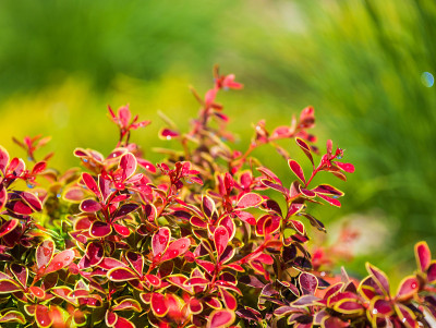 小檗属植物Thunbergii
