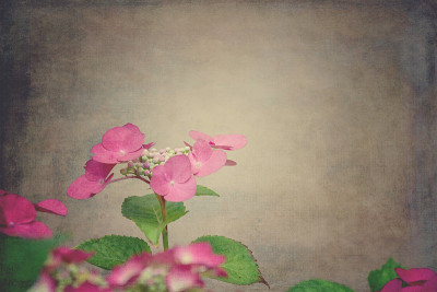 绣球花