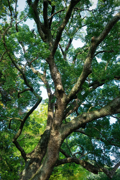 巨大的樟树