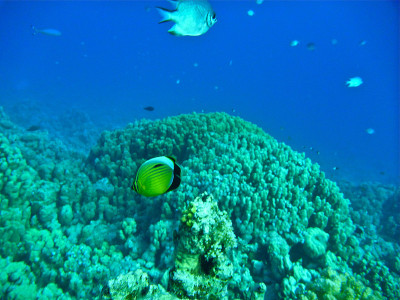 Coral Reef, Red Sea, Egypt