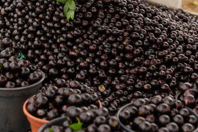 Jabuticaba。