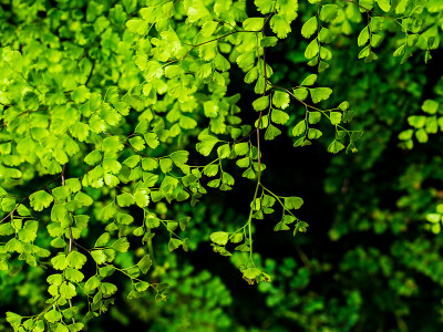 黑色铁线蕨或铁线蕨植物，绿色的自然叶背景