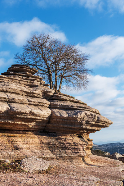 在喀斯特地区的一棵树，生长在由天气塑造的El Torcal de Antequera自然区域的石头之