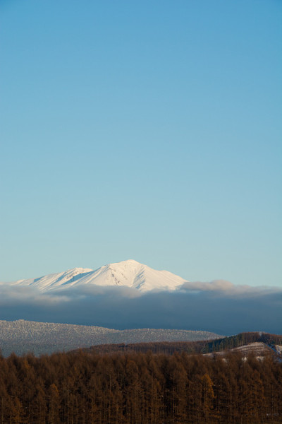 雪山、落叶松林、蓝天