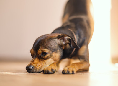 迷你犬在家里。