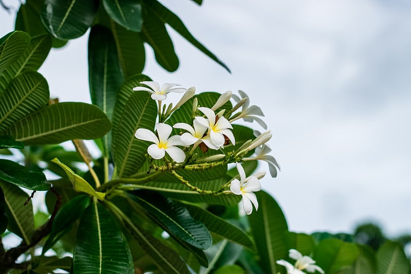 美丽的plumeria花