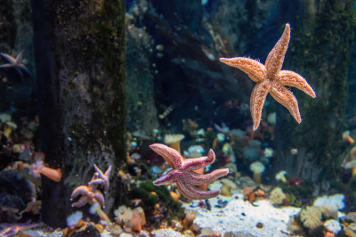 水族馆玻璃上神奇的海星。