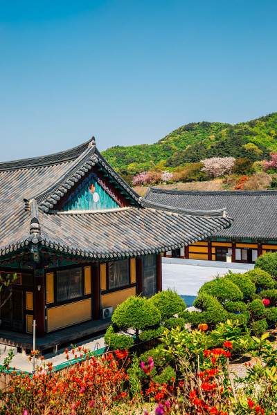 韩国天安的学苑寺，春花盛开