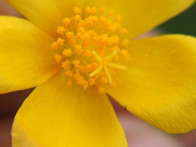 黄花花粉特写，微距照片