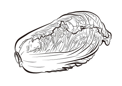 白菜矢量插图