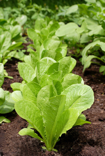 Romaine methyl