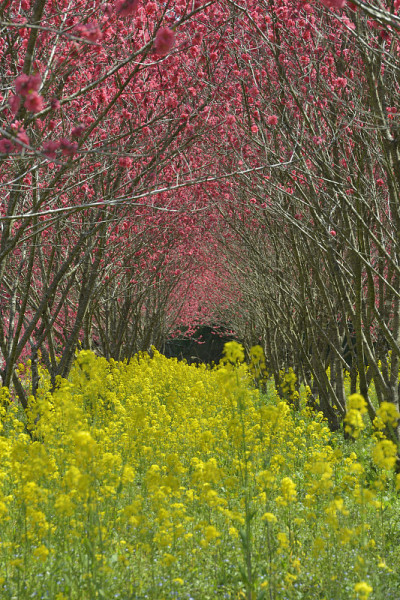 桃花节(日本岛根县大池安)