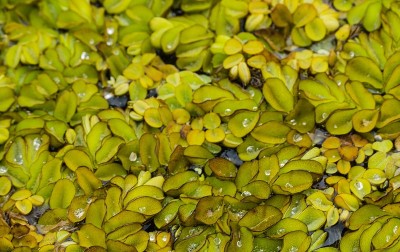 池塘里植物上的水滴