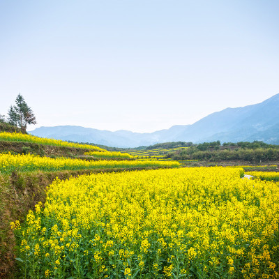 油菜田和油菜山