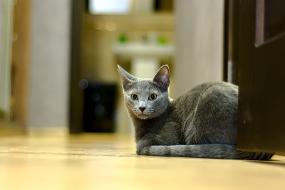 一只俄罗斯蓝猫躺在地板上